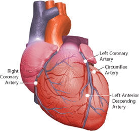 heart-organ10b.jpg